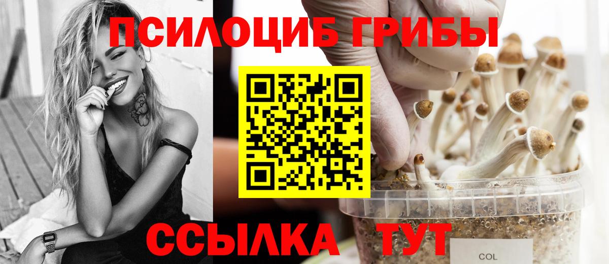 Галлюциногенные грибы Psilocybe Усинск